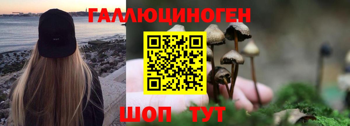 Псилоцибиновые грибы мицелий Новокубанск